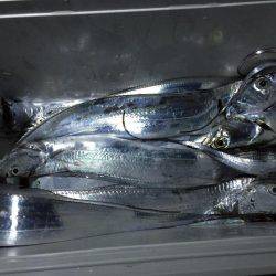 太刀魚 ウキ釣り釣果